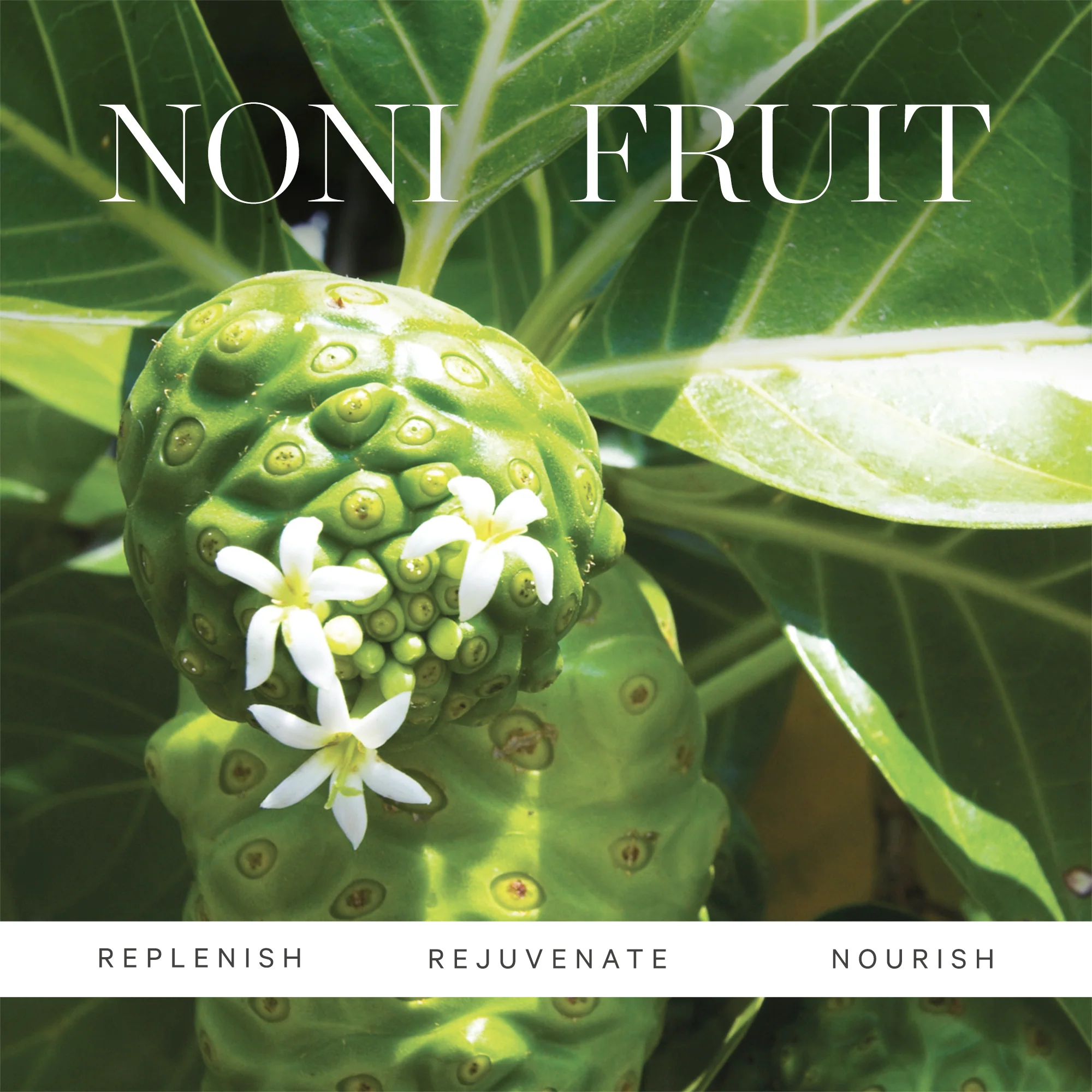 KORA Organics Noni Night AHA Resurfacing Serum 30ml - Image 5